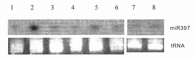 Use of miR397 in drought resistance plant cultivation