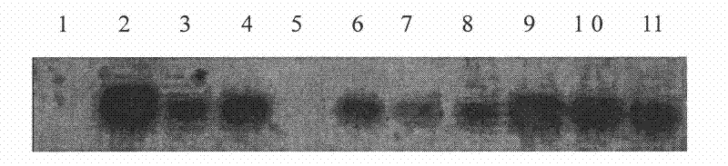 Use of miR397 in drought resistance plant cultivation