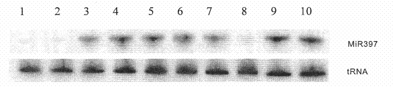 Use of miR397 in drought resistance plant cultivation