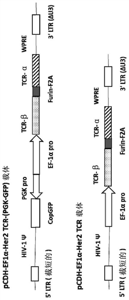 Isolated T-cell receptor, cells modified therefor, encoding nucleic acid, expression vector, preparation method, pharmaceutical composition and application