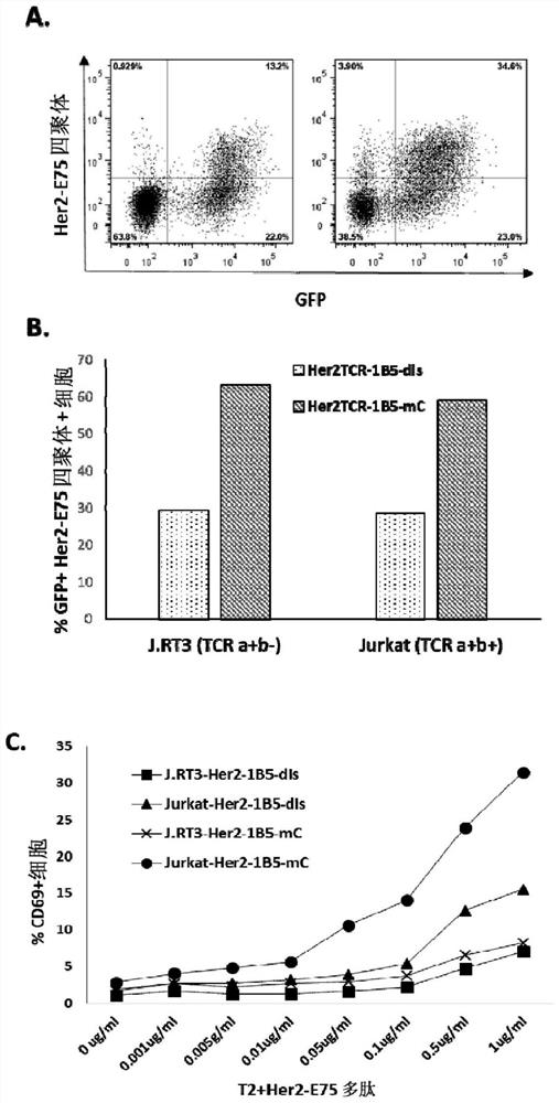 Isolated T-cell receptor, cells modified therefor, encoding nucleic acid, expression vector, preparation method, pharmaceutical composition and application