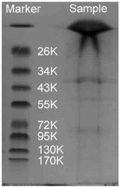 Bacillus subtilis and alkali-resisting and salt-resisting oil field fracturing enzyme and application thereof