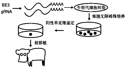 Method for preparing cows with precise BLG-gene knockout by using third-generation base editor