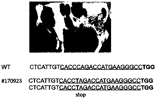 Method for preparing cows with precise BLG-gene knockout by using third-generation base editor