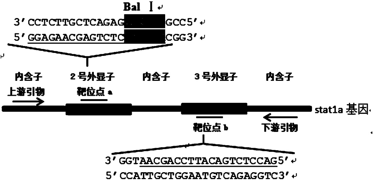 A method for gene knockout and breeding of stat1a gene-deficient zebrafish