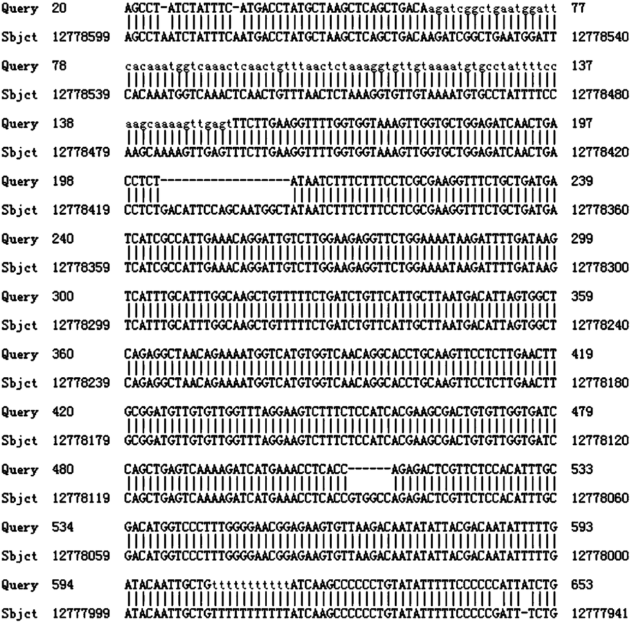 A method for gene knockout and breeding of stat1a gene-deficient zebrafish