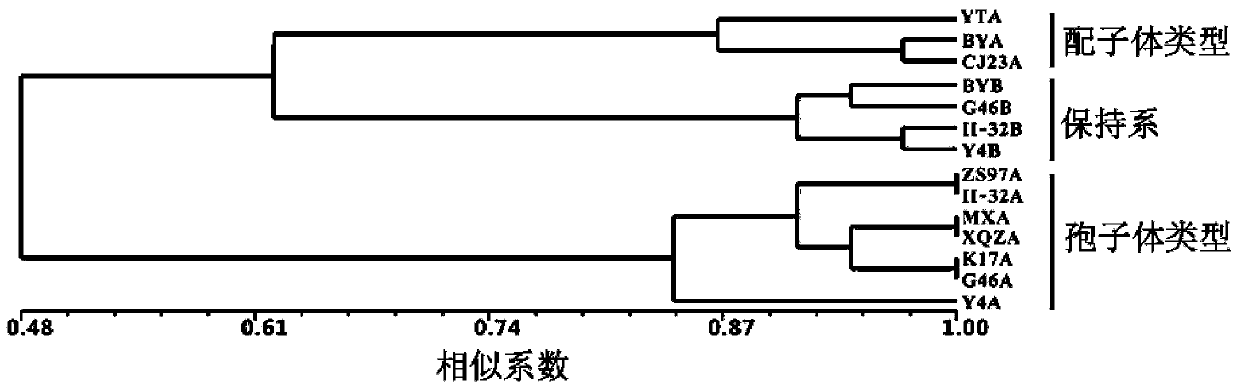 Method as well as molecular marker and primer for identifying rice male sterility type and three-line hybrid rice type