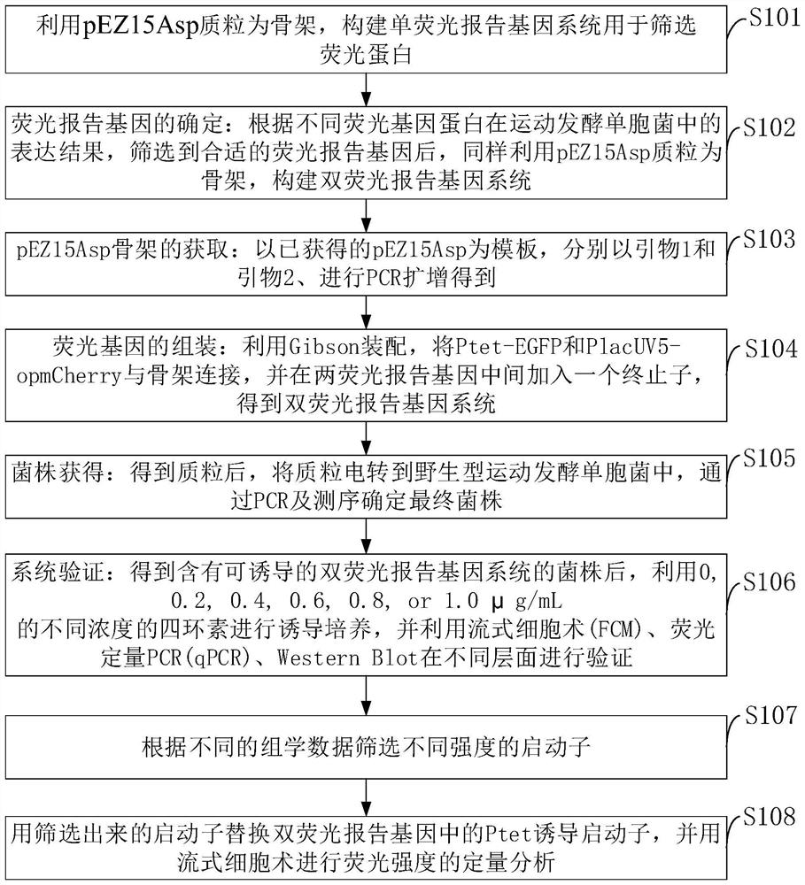 A method for identifying biological elements based on a dual fluorescent reporter gene system