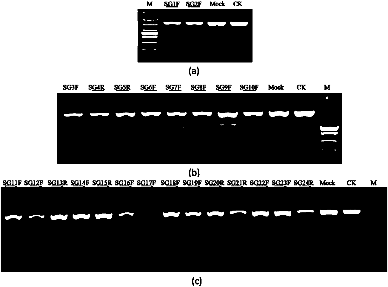 GRNA, expression vector, knockout system and kit for knocking out CXCR4 gene