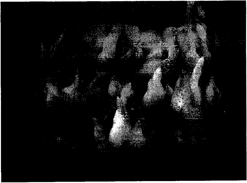 Culture method of oriental lily test tube bulbs