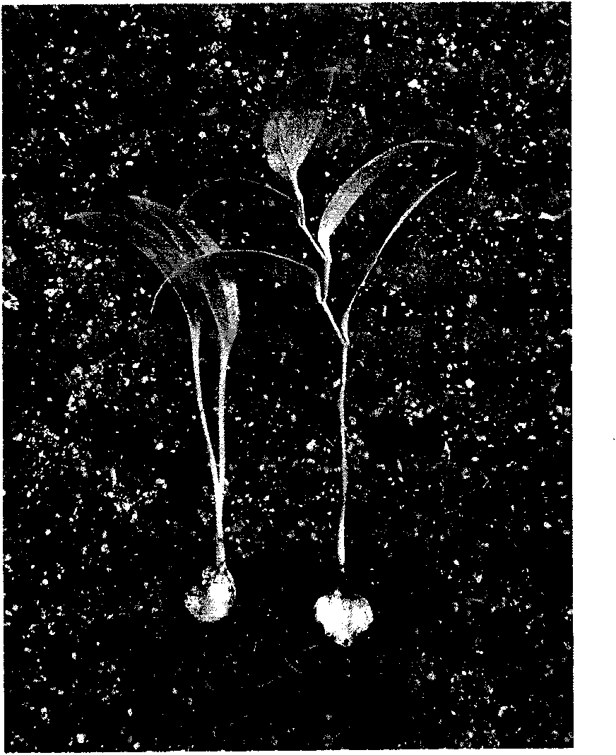 Culture method of oriental lily test tube bulbs