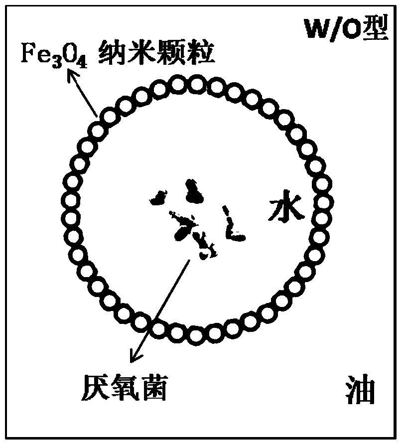 A method for fermenting and cultivating anaerobic bacteria based on magnetic response pickering emulsion