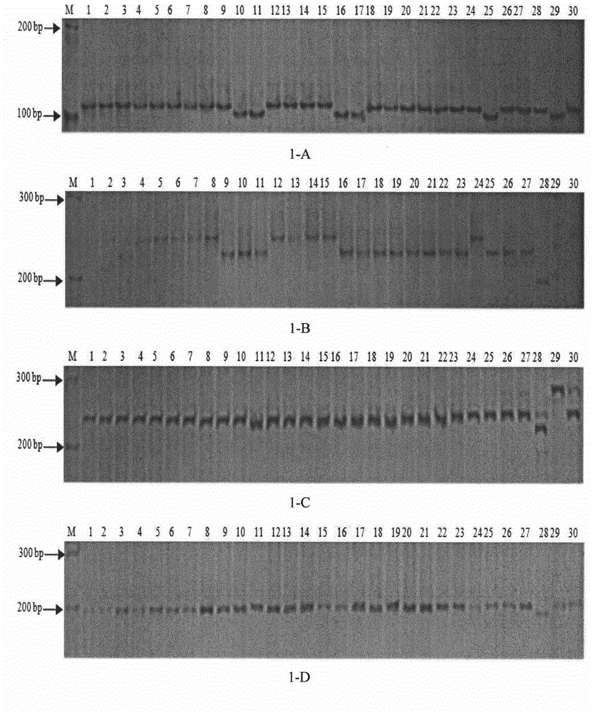 Cucumber mitochondrial genome SSR marker development and application of marker in seed purity identification