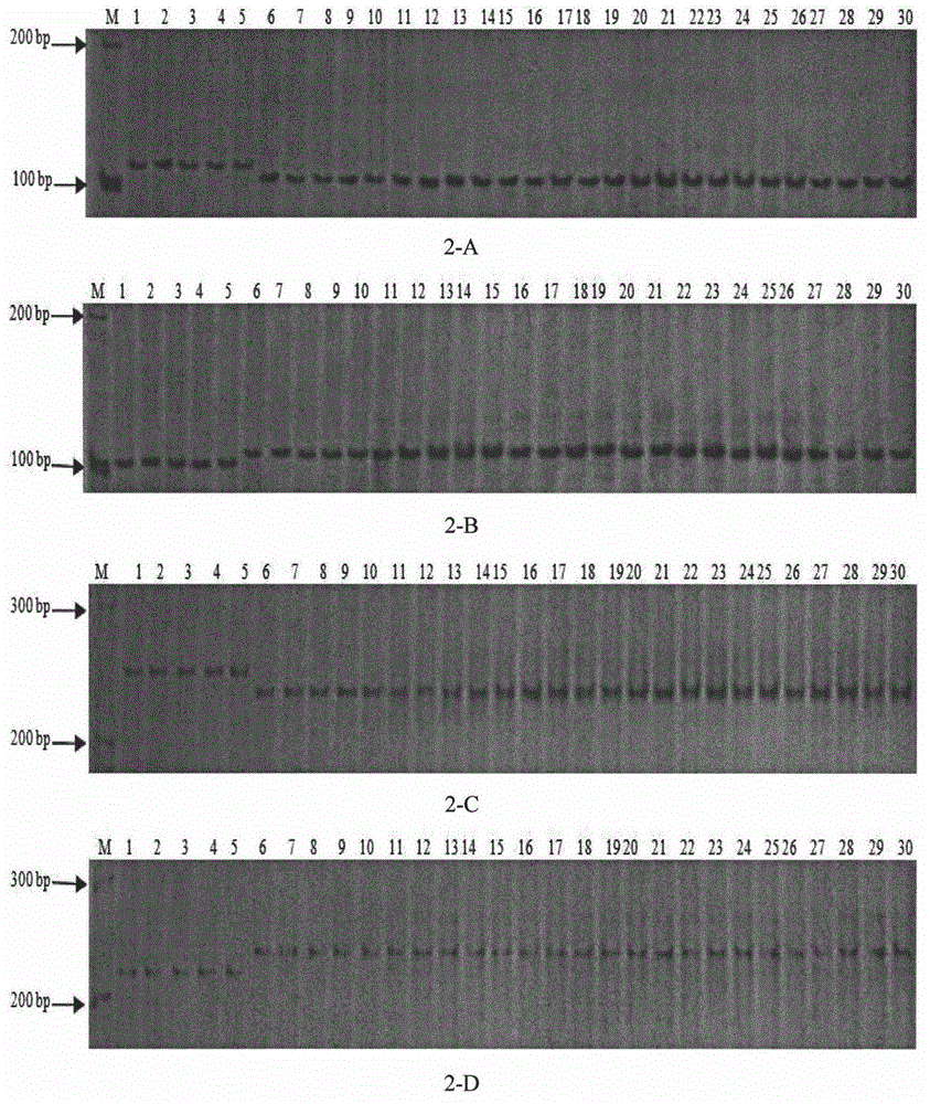 Cucumber mitochondrial genome SSR marker development and application of marker in seed purity identification