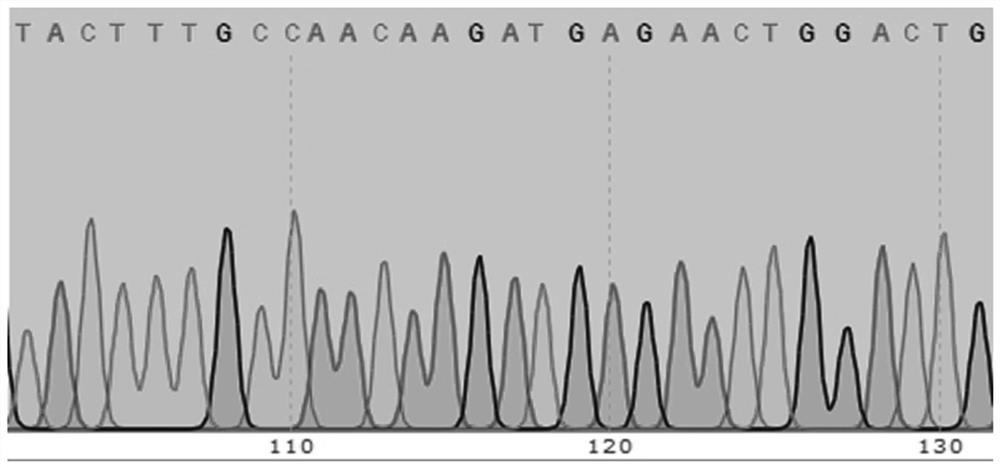 Circ-CRIM1 serving as ovarian cancer diagnosis marker and application thereof