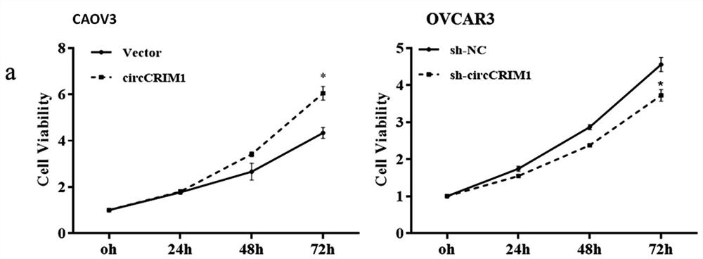 Circ-CRIM1 serving as ovarian cancer diagnosis marker and application thereof