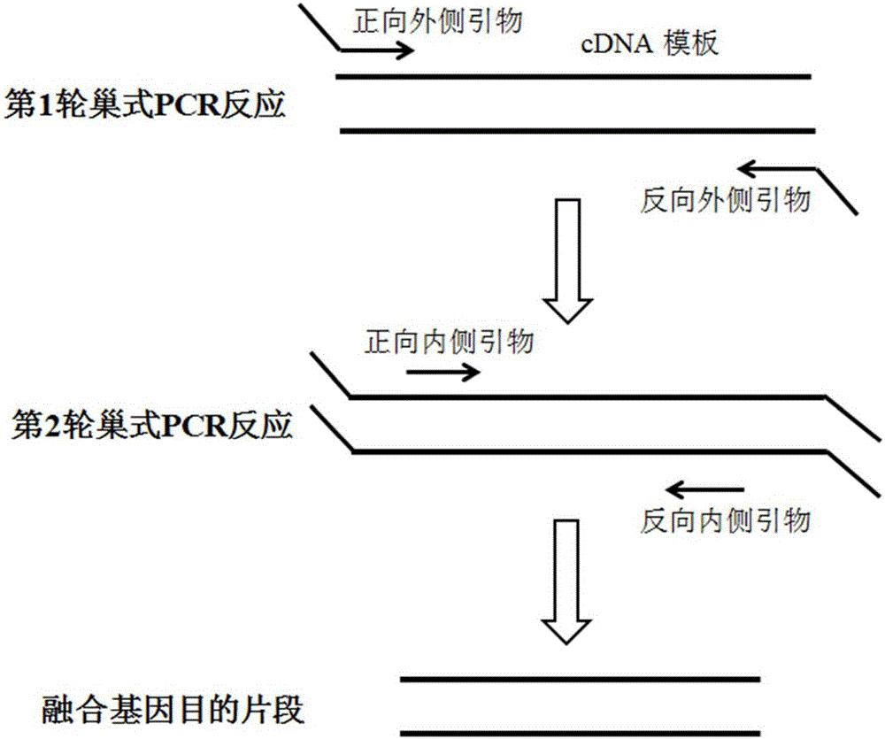 Primers, kit and method for qualitatively detecting leukaemia fusion genes