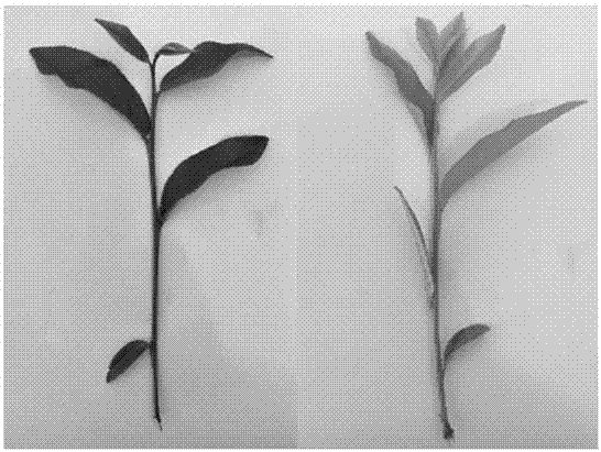 Method for identifying drought tolerance of tea tree