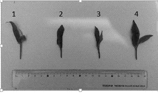 Method for identifying drought tolerance of tea tree