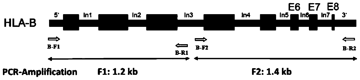 A primer set, kit and method for hla-b gene amplification and genotyping