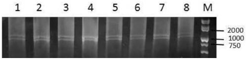 A primer set, kit and method for hla-b gene amplification and genotyping