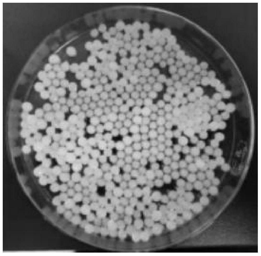 Preparation method of biocontrol bacterium immobilized microspheres optimized by response surface methodology and calculation method of embedding rate of biocontrol bacterium immobilized microspheres