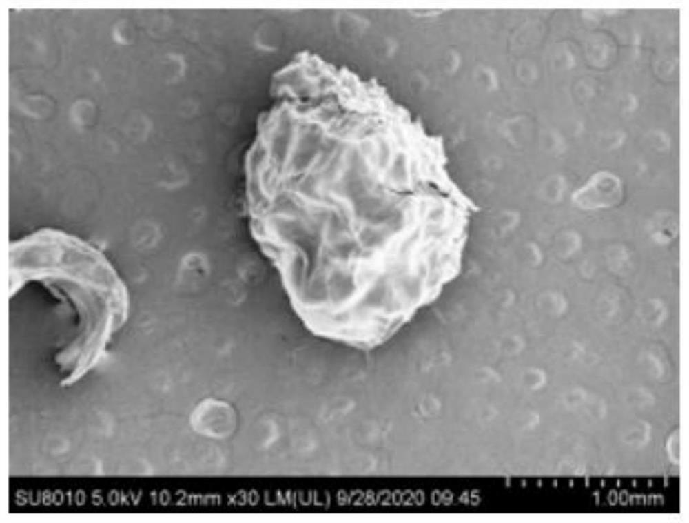 Preparation method of biocontrol bacterium immobilized microspheres optimized by response surface methodology and calculation method of embedding rate of biocontrol bacterium immobilized microspheres