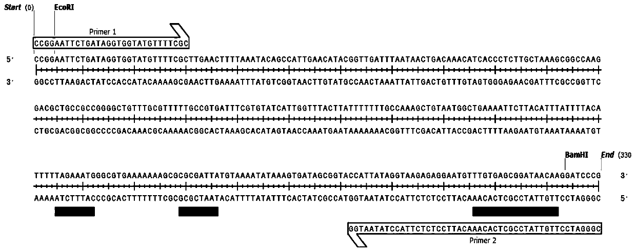 Recombinant plasmid and preparation method thereof, and preparation method and applications of cell prepared by using recombinant plasmid and capable of expressing high temperature-resistant alpha-amylase