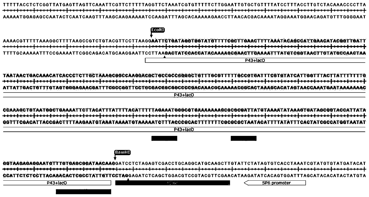 Recombinant plasmid and preparation method thereof, and preparation method and applications of cell prepared by using recombinant plasmid and capable of expressing high temperature-resistant alpha-amylase