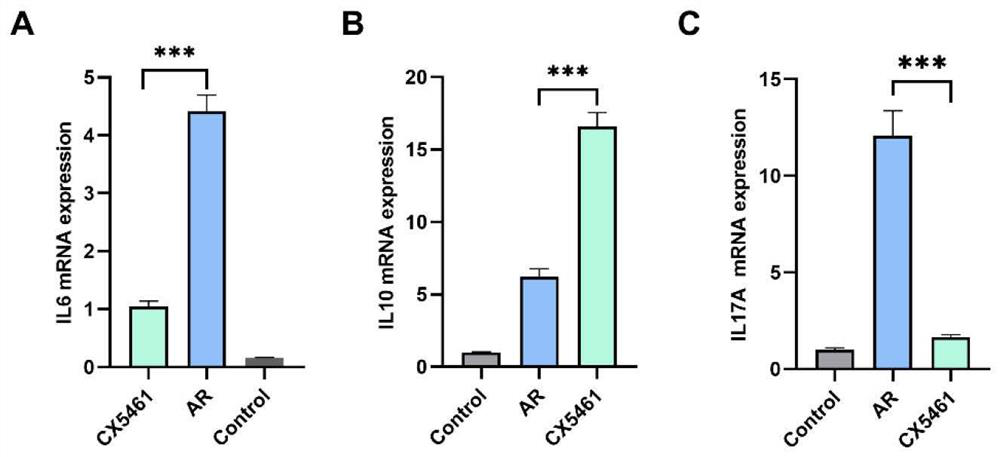 Application of CX-5461 in treatment of renal transplantation immunological rejection