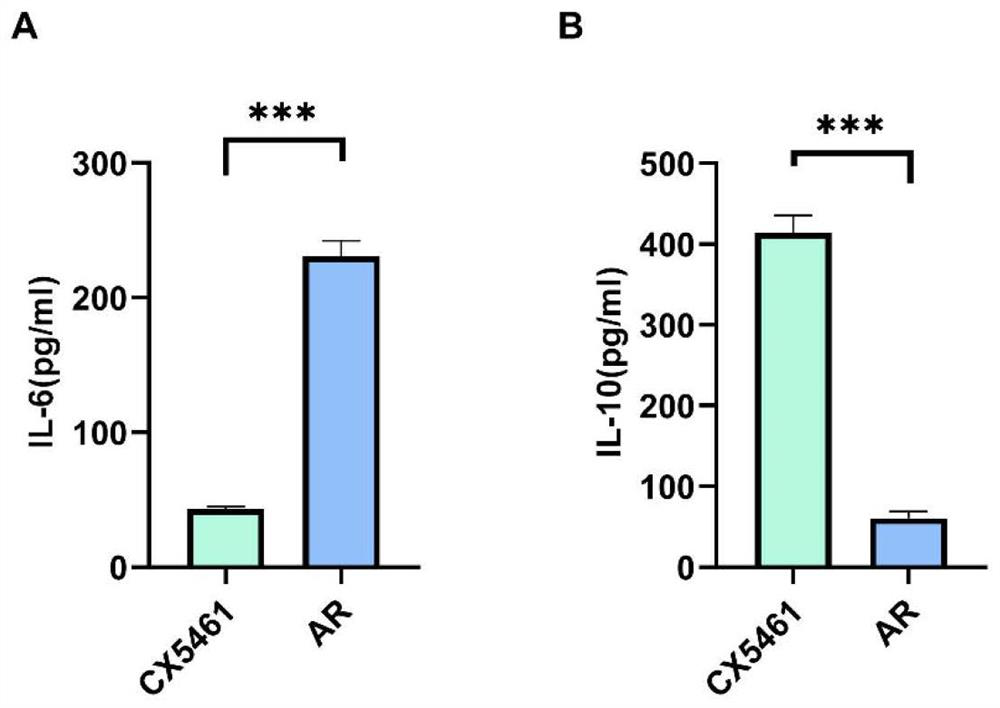 Application of CX-5461 in treatment of renal transplantation immunological rejection