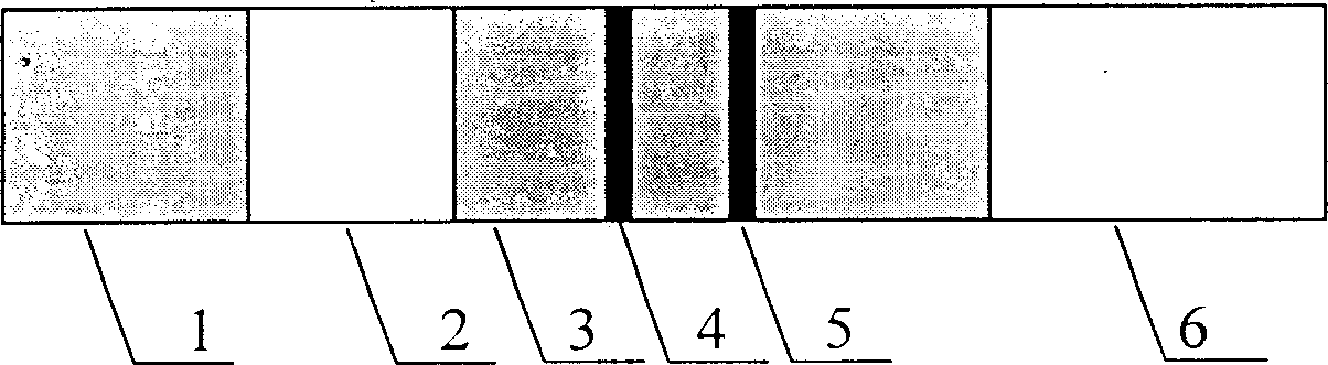 Method for detecting tetracycline through semiquantitative test paper of immunity chromatography