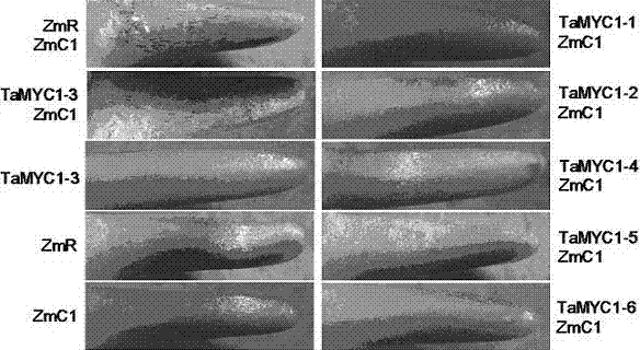 Major gene TaMYC1 for controlling the character of purple seed coat in common wheat and application of the gene