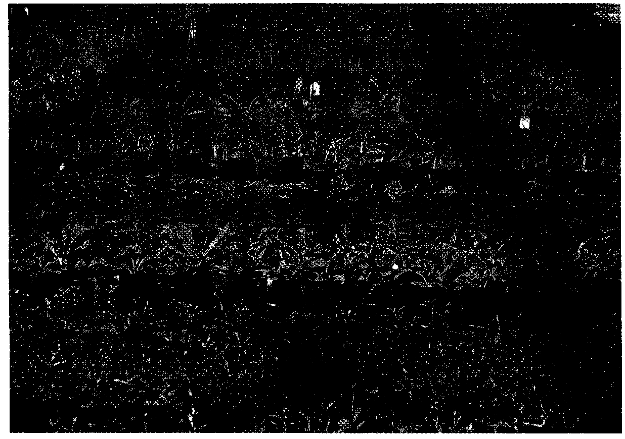 The method of inoculating arbuscular mycorrhizal fungi to promote the growth of white hemp