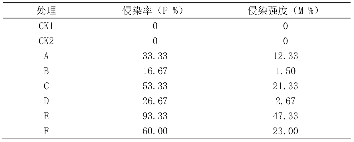 The method of inoculating arbuscular mycorrhizal fungi to promote the growth of white hemp