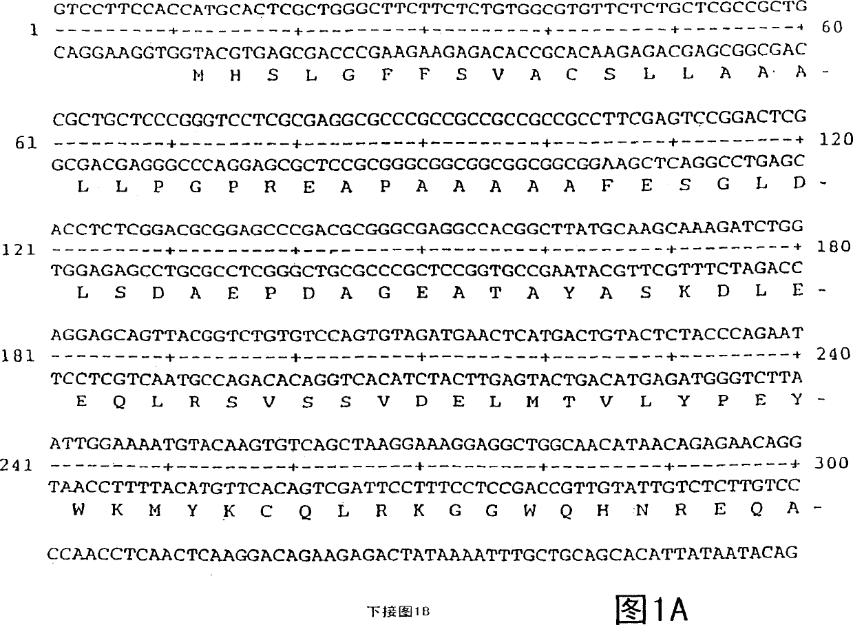 Vascular endothelial growth factor 2