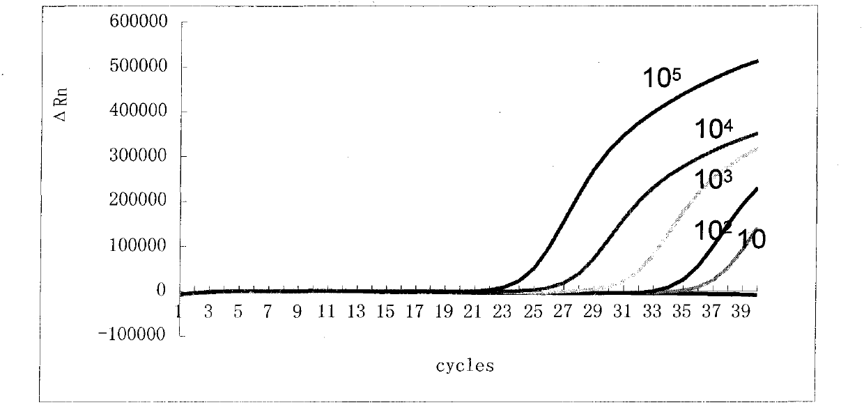 Bordetella pertussis and primer probe combination and kit for specific detection of bordetella parapertussis