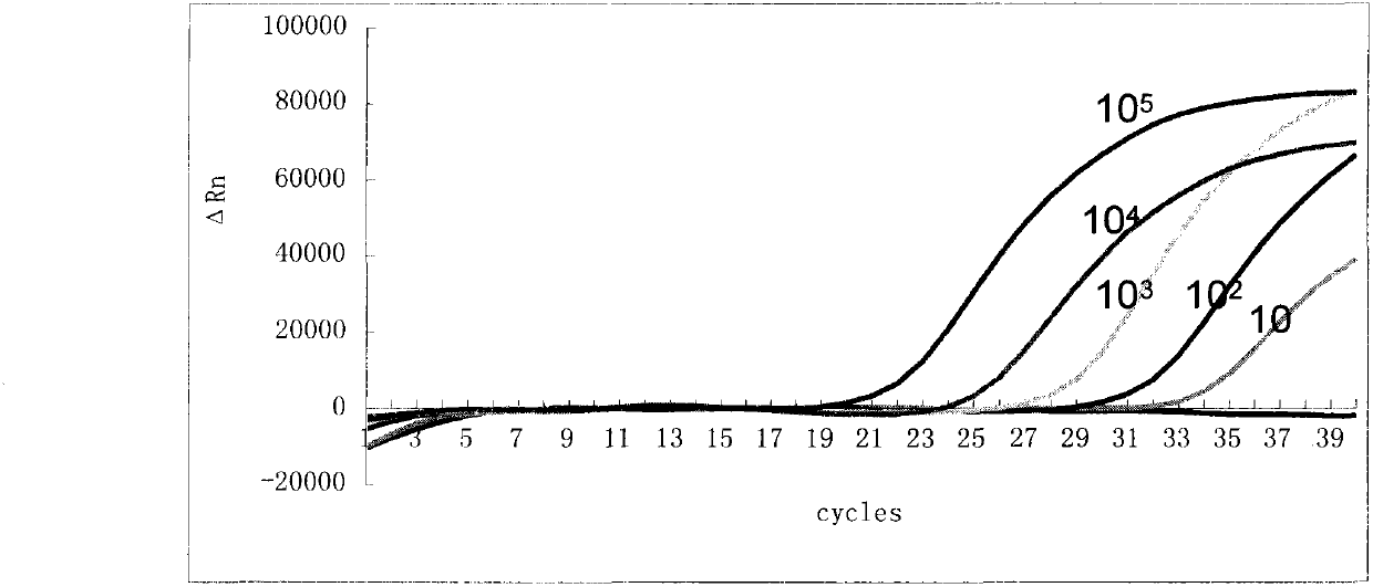 Bordetella pertussis and primer probe combination and kit for specific detection of bordetella parapertussis