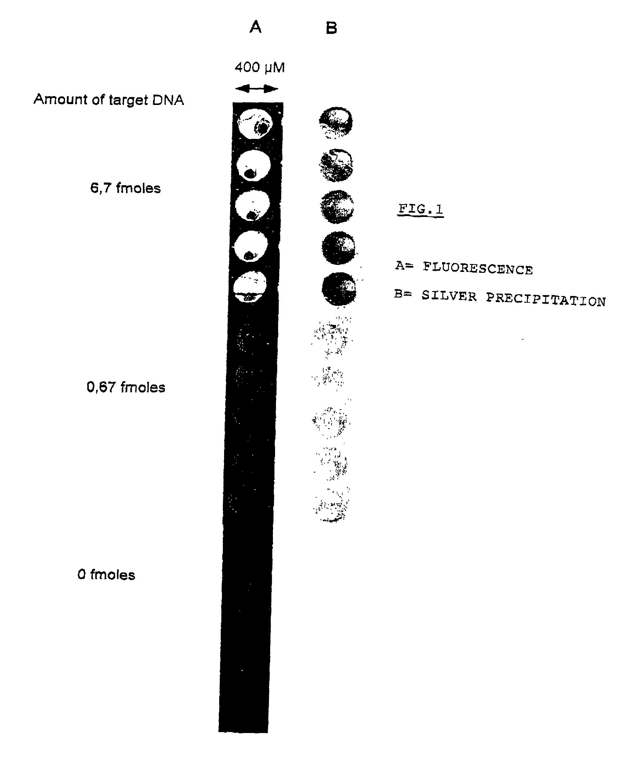 Method for the identification and/or the quantification of a target compound obtained from a biological sample upon chips