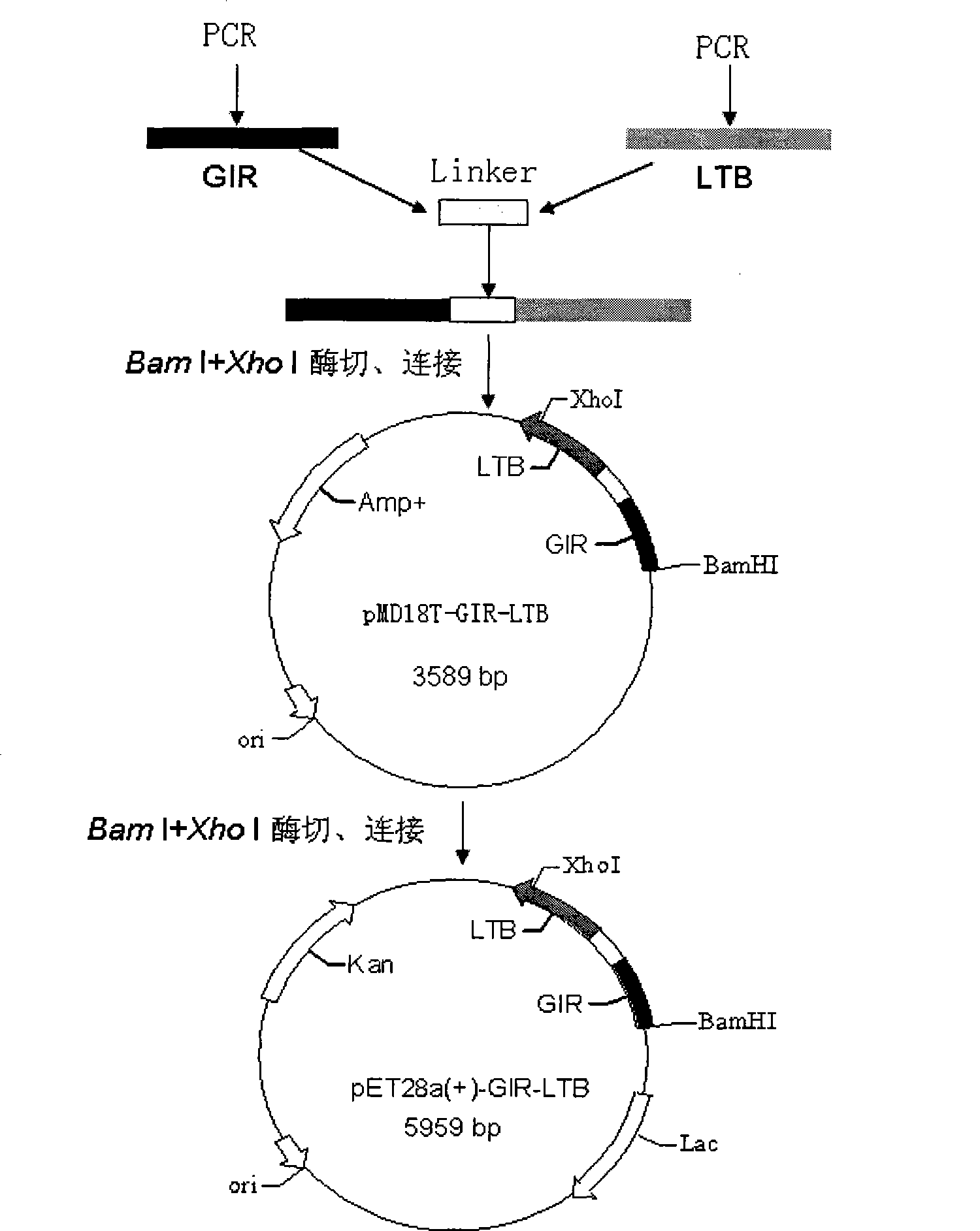 Human streptococcus mutans genetic engineering vaccine for decayed tooth and preparation method thereof