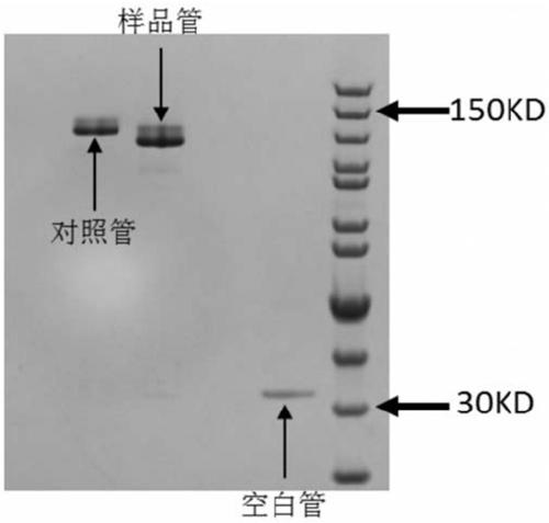 Humanized transformation method of antibody