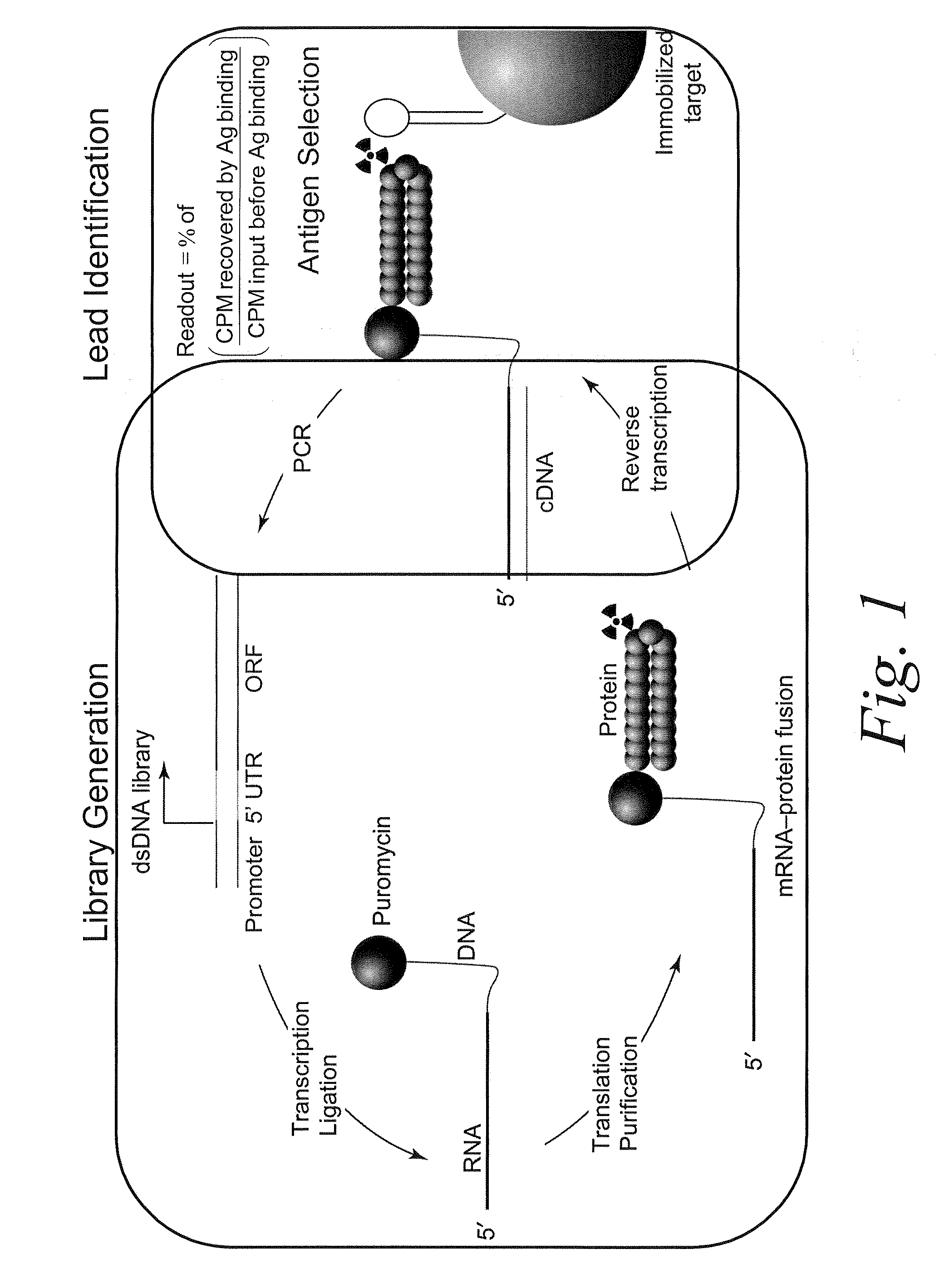 Antibody Libraries