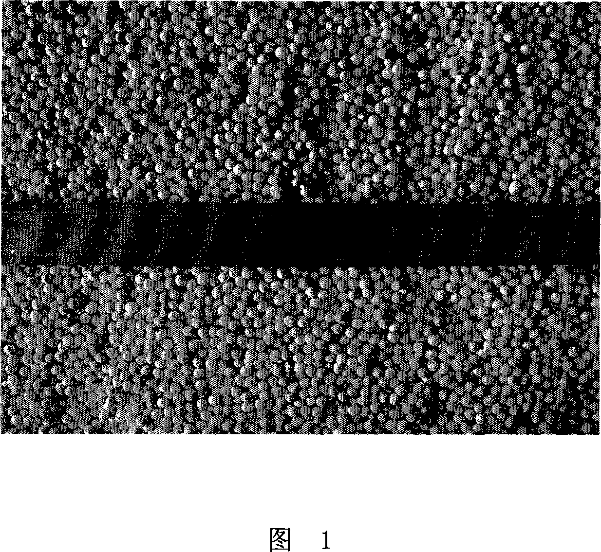 Paecilomyces lilacinus and application thereof