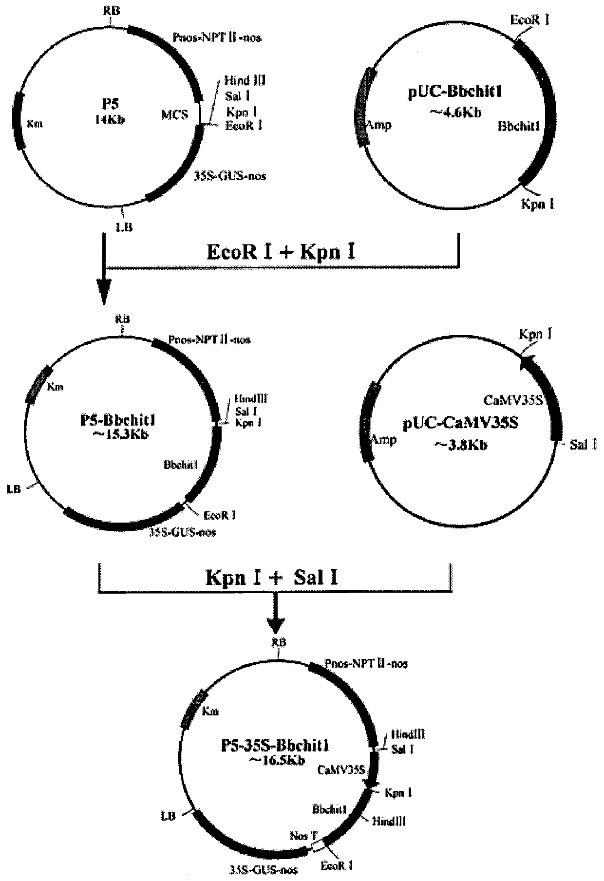 Method for cultivating verticillium wilt-resistant cotton by utilizing gene synergism, and application thereof