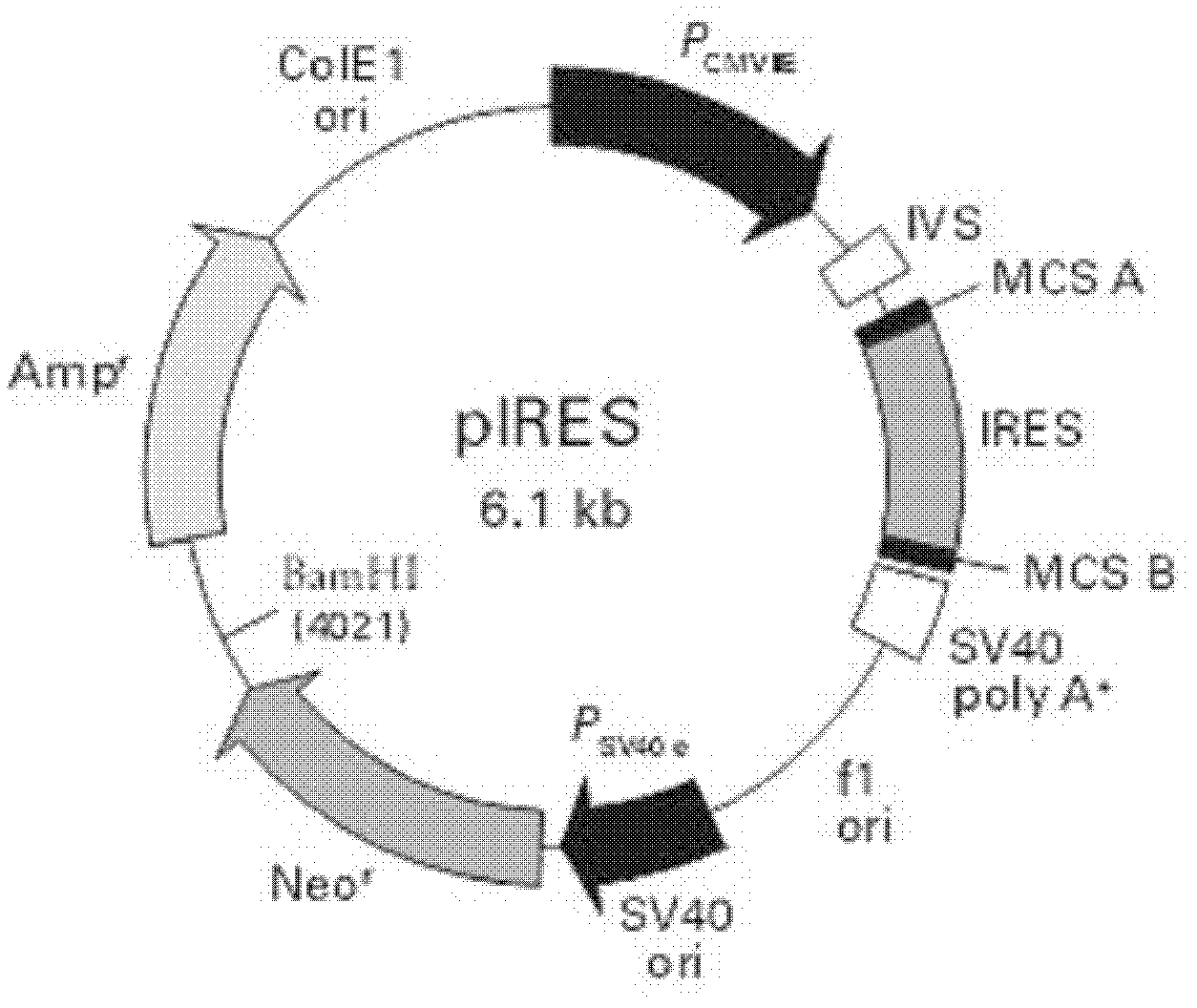 Anti-RSV (respiratory syncytial virus) human monoclonal antibody, and its preparation method