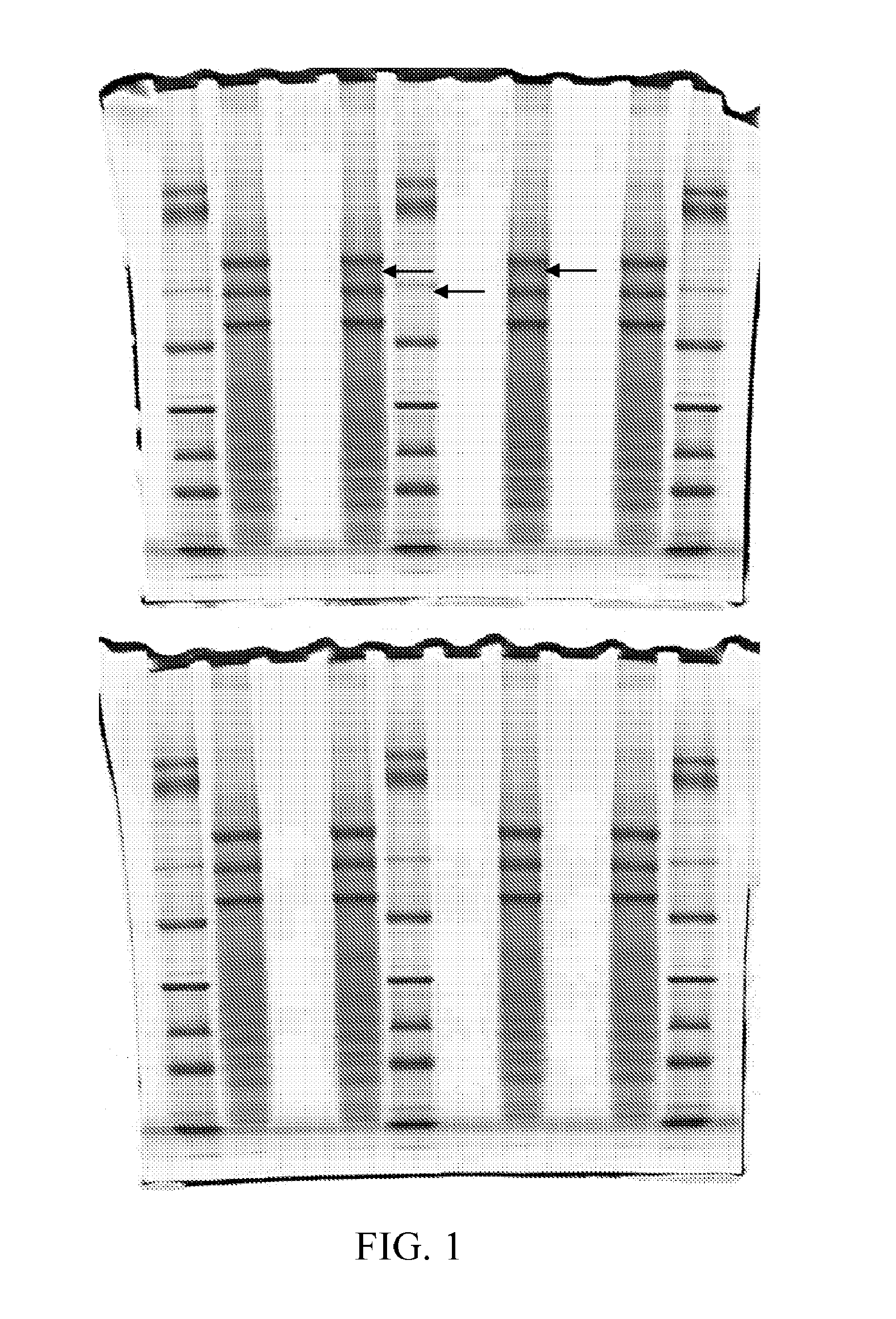 Compositions and methods for improving resolution of biomolecules separated on polyacrylamide gels