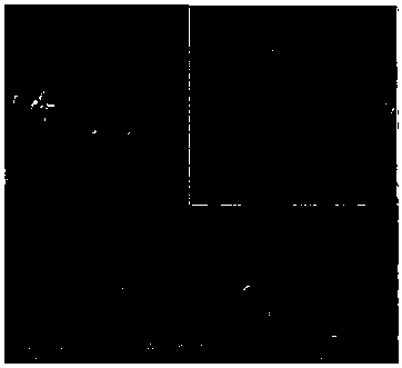 Preparation method and application of efficient titanium-based ferrous molybdate electrode