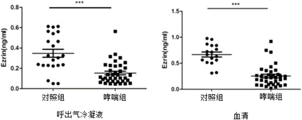 Application of ezrin in preparing asthma diagnostic reagent