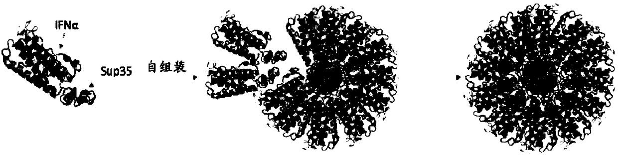 Artificial fusion protein and application thereof