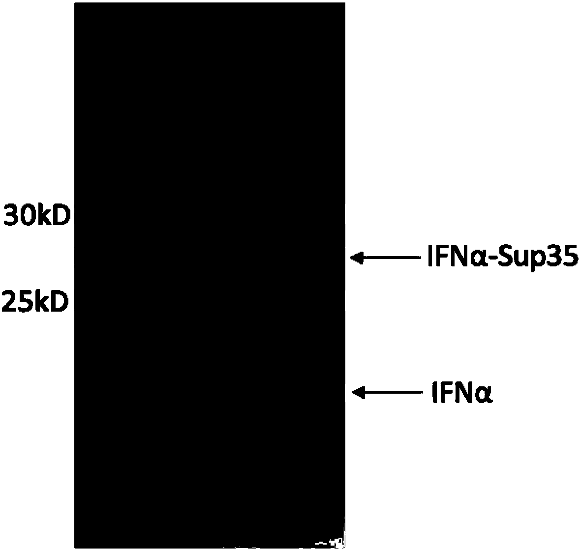 Artificial fusion protein and application thereof